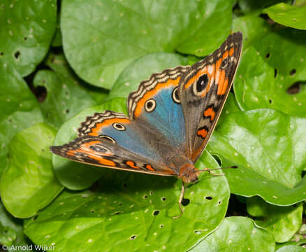 Image of Tropical Buckeye