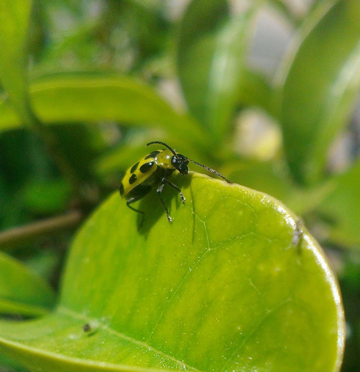 Image of Spotted Cucumber Beetle