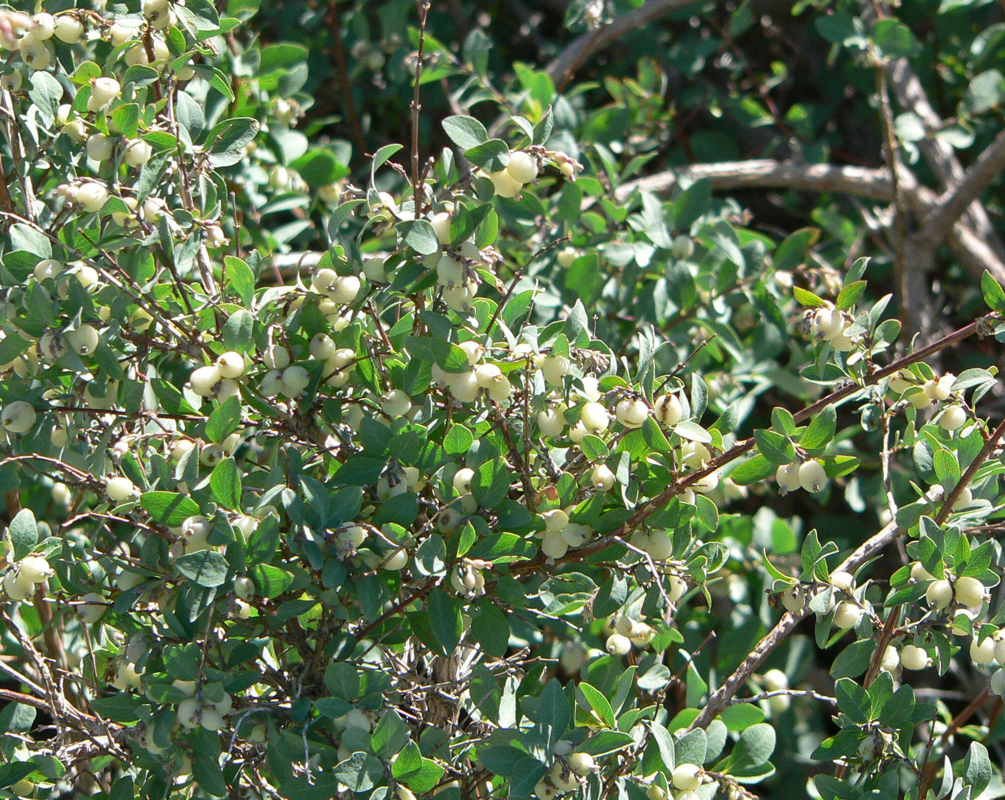 Image of mountain snowberry