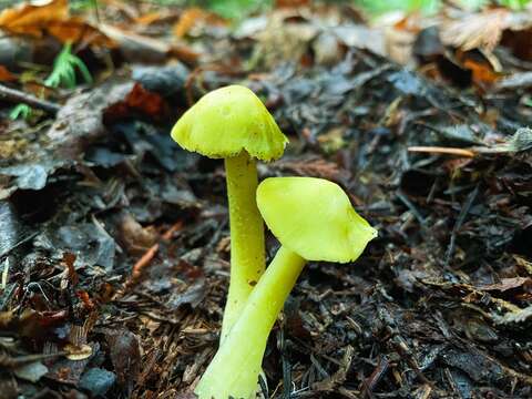 Image of Hygrocybe virescens (Hesler & A. H. Sm.) Montoya & Bandala 2007