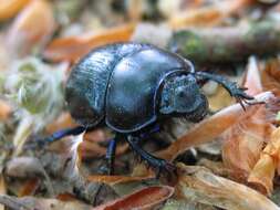 Слика од Anoplotrupes