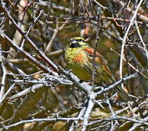 Image of Cirl Bunting