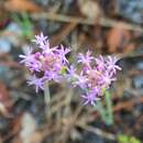 Image de Polygala incarnata L.