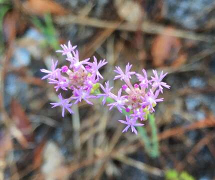 Image of Few-flowered Milkwort