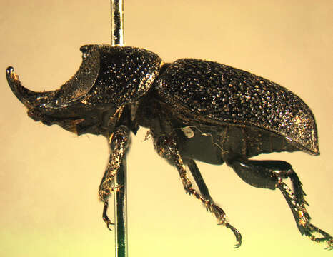 Image of Rugose Stag Beetle