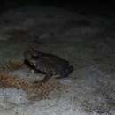 صورة Rhinella margaritifera (Laurenti 1768)