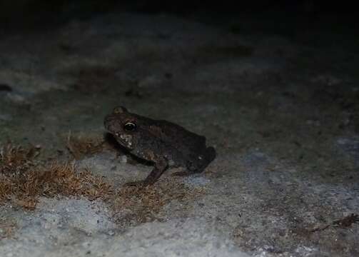 Imagem de Rhinella margaritifera (Laurenti 1768)