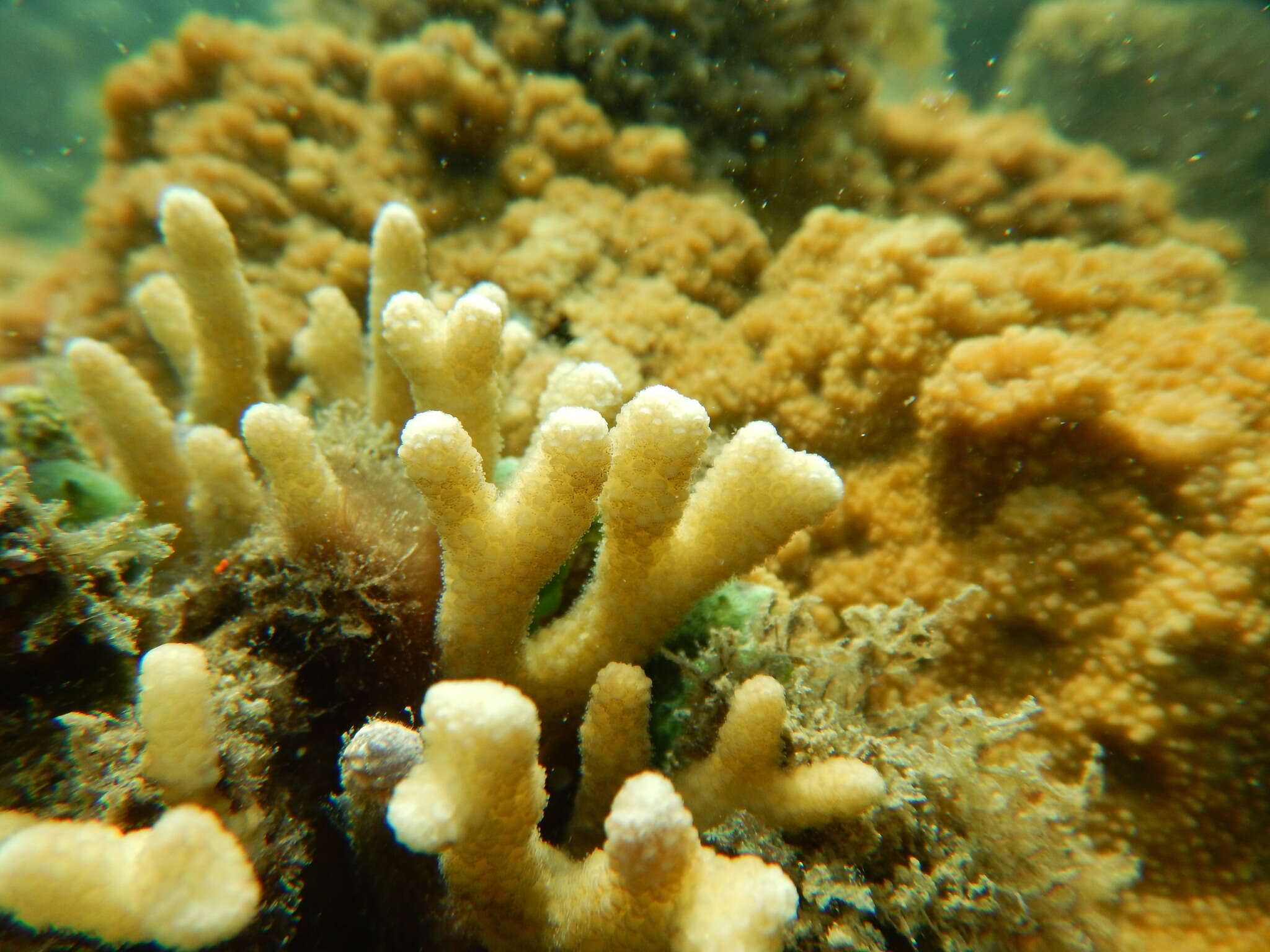 Image of Stylophora coral