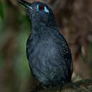 Image of Plumbeous Antbird