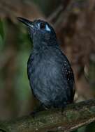 Image of Plumbeous Antbird