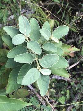 Image of yellow balsam