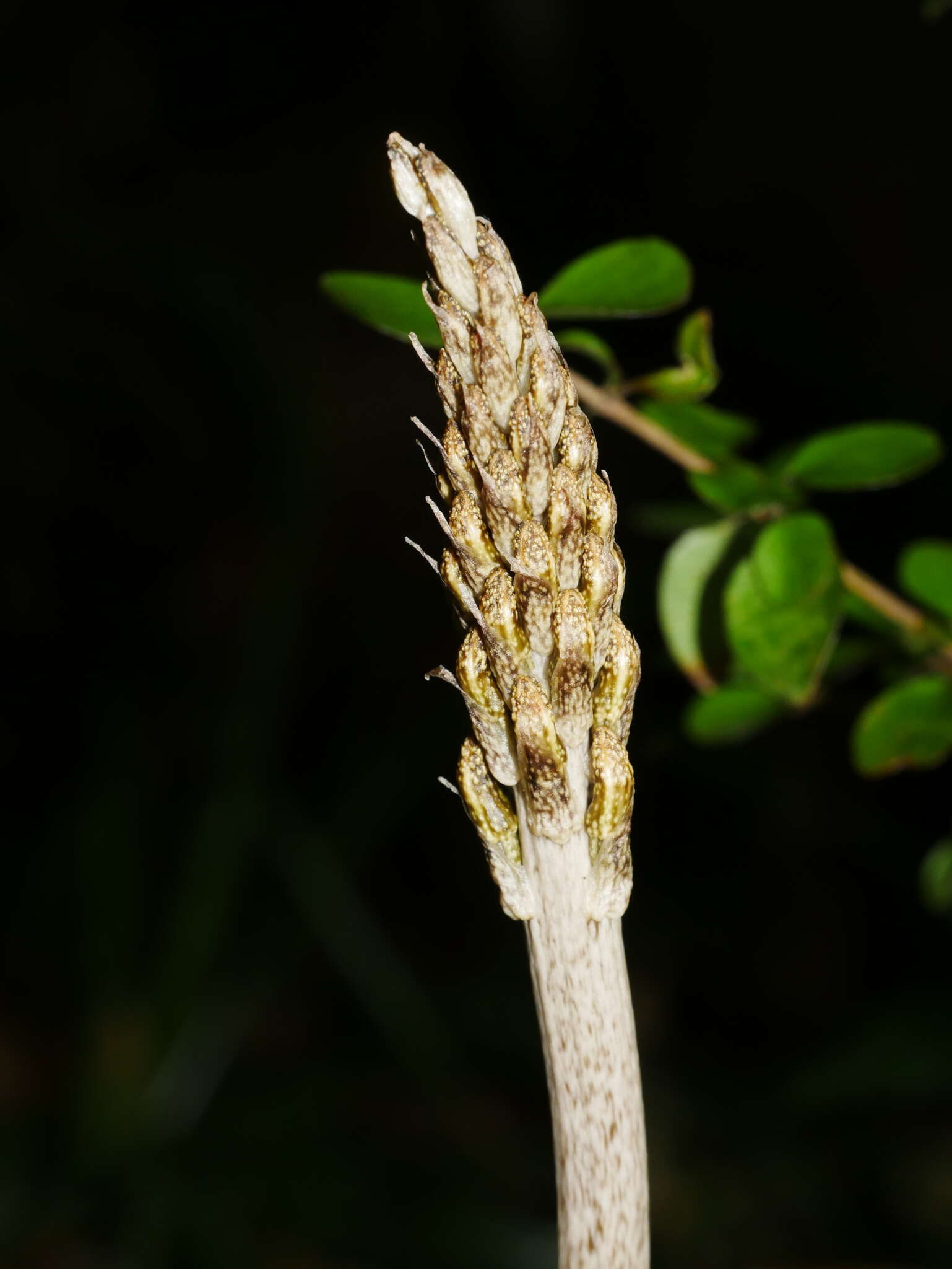 Image of Gastrodia molloyi Lehnebach & J. R. Rolfe