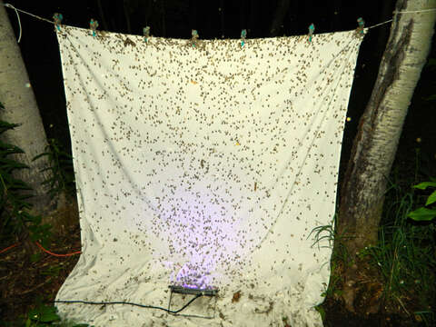 Image of Large Aspen Tortrix