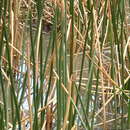 Image of Eleocharis sphacelata R. Br.