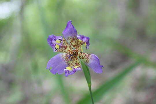 Image of propeller flower