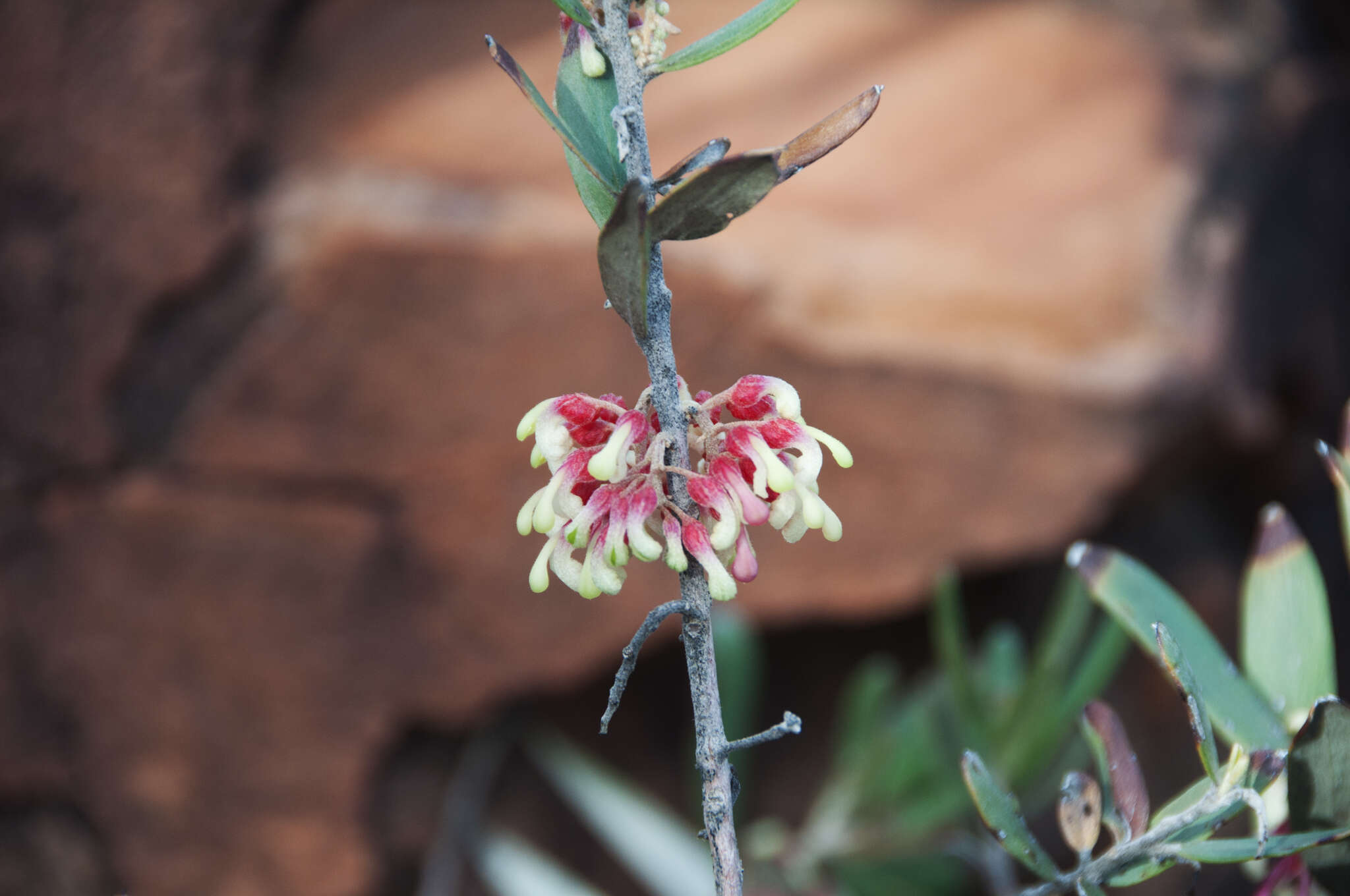 Image of Grevillea aspera R. Br.