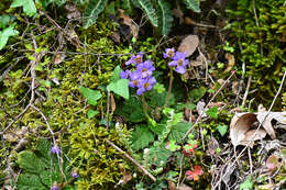 Image of Ramonda serbica Pancic