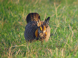 Image of Greater Prairie Chicken