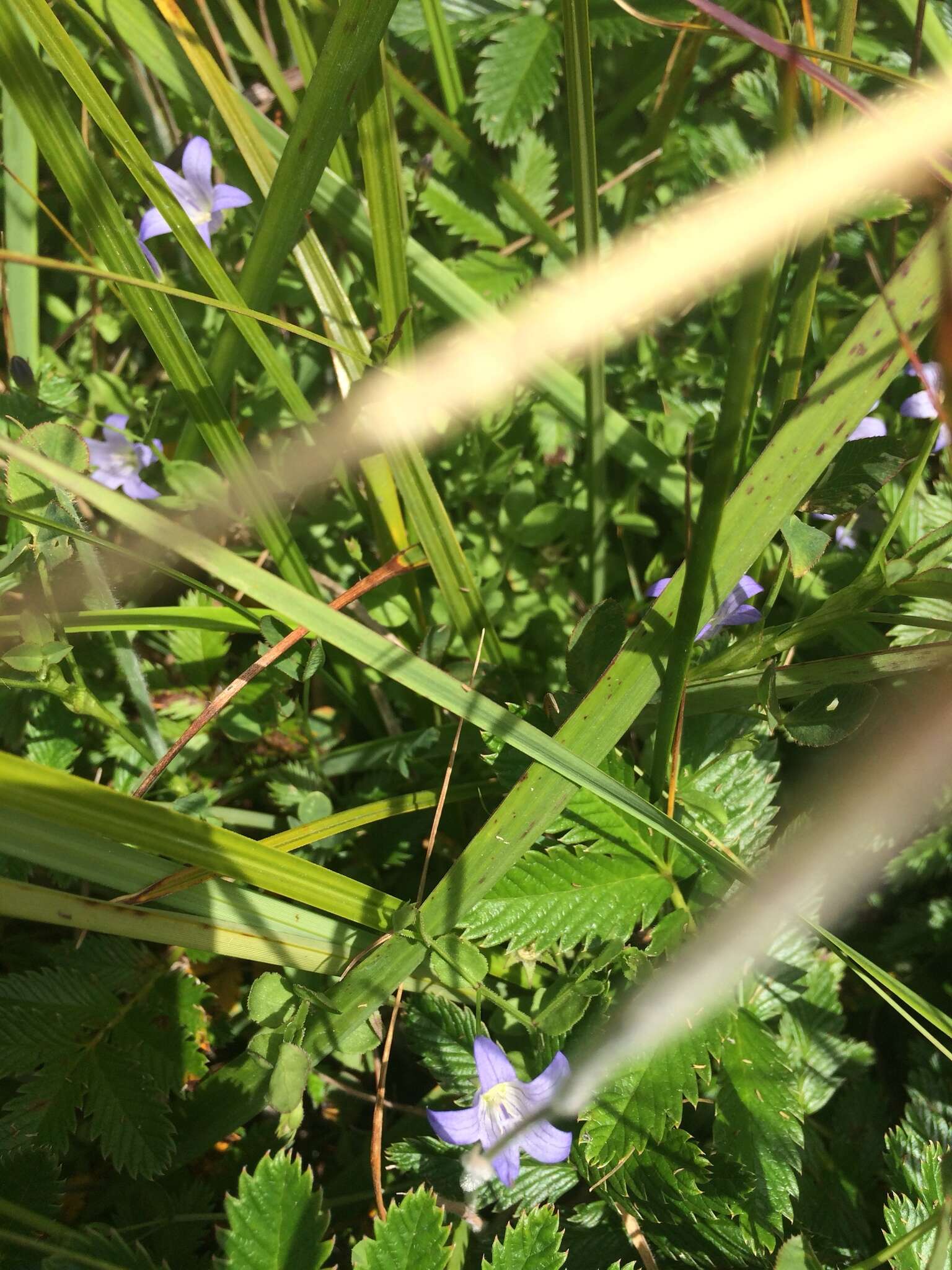 Campanula californica (Kellogg) A. Heller resmi