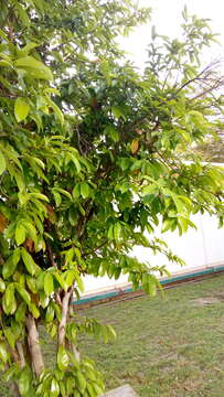 Image of soursop