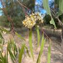 Слика од Eucalyptus woollsiana F. Müll. ex R. T. Baker