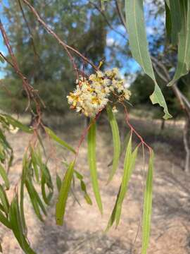 Image of Eucalyptus woollsiana F. Müll. ex R. T. Baker