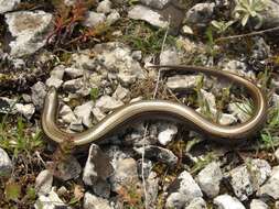 Plancia ëd Chalcides chalcides (Linnaeus 1758)