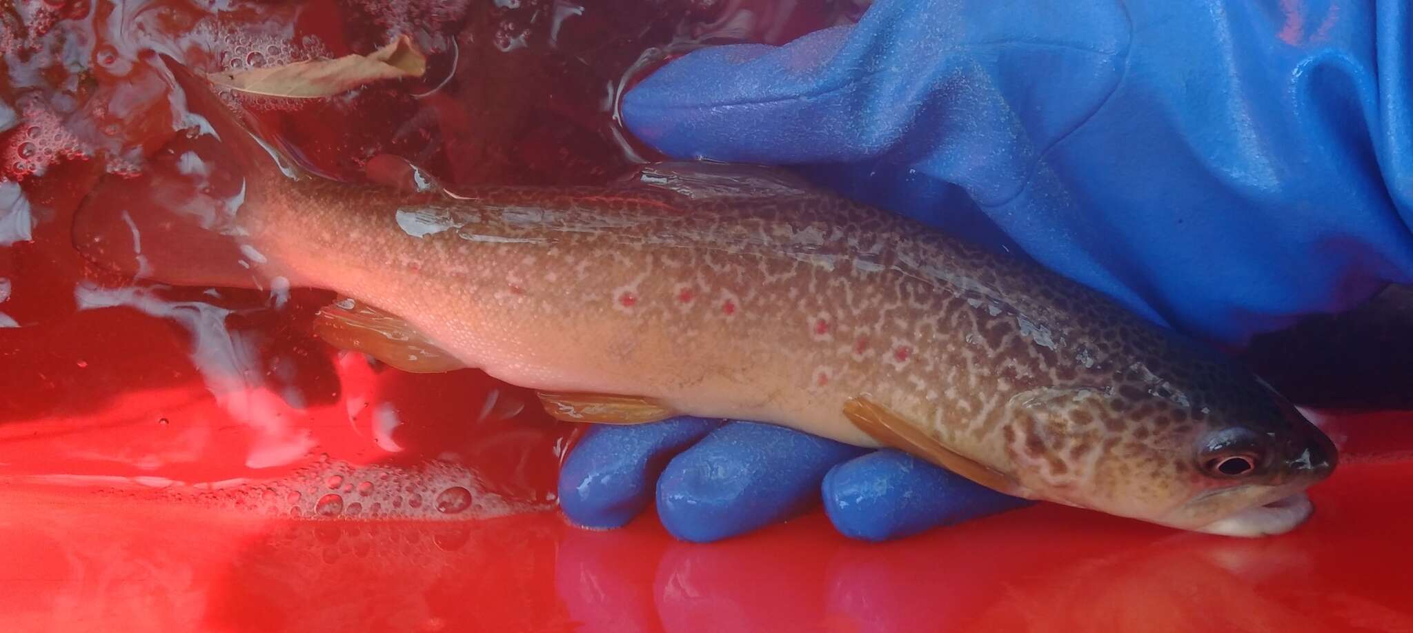 Image of Marbled trout