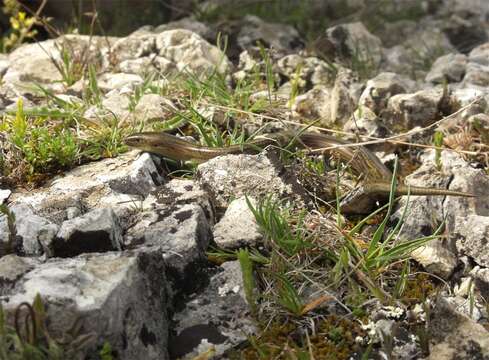 Image of Algerian Cylindrical Skink