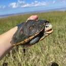 Image of Malaclemys terrapin macrospilota (Hay 1904)