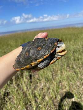 Malaclemys terrapin macrospilota (Hay 1904)的图像