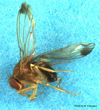 Plancia ëd Drosophila suzukii (Matsumura 1931)