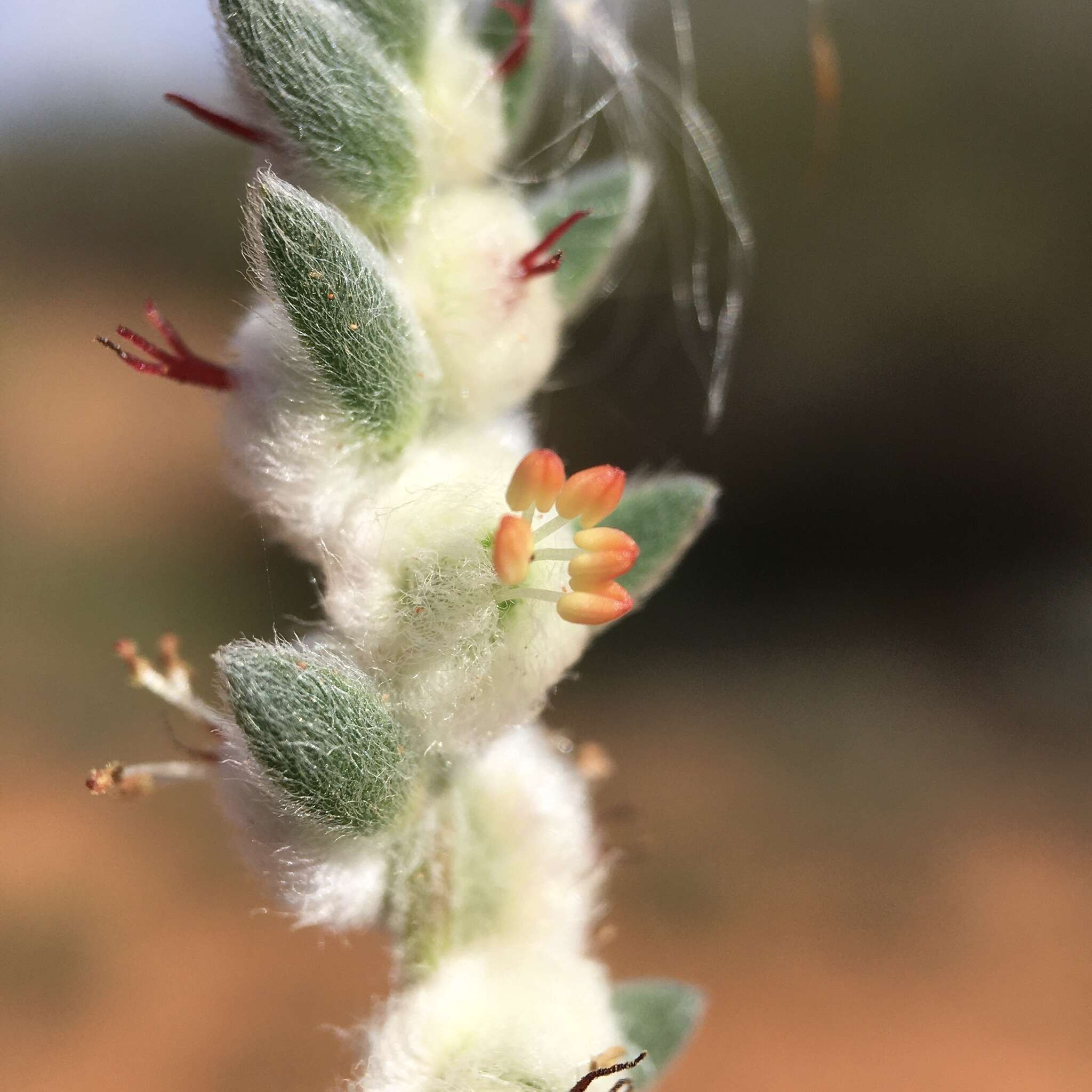 Image of Maireana sclerolaenoides (F. Müll.) P. G. Wilson