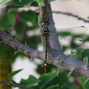 Image of Nesocordulia malgassica Fraser 1956