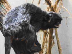 Image of Red-bellied Tamarin