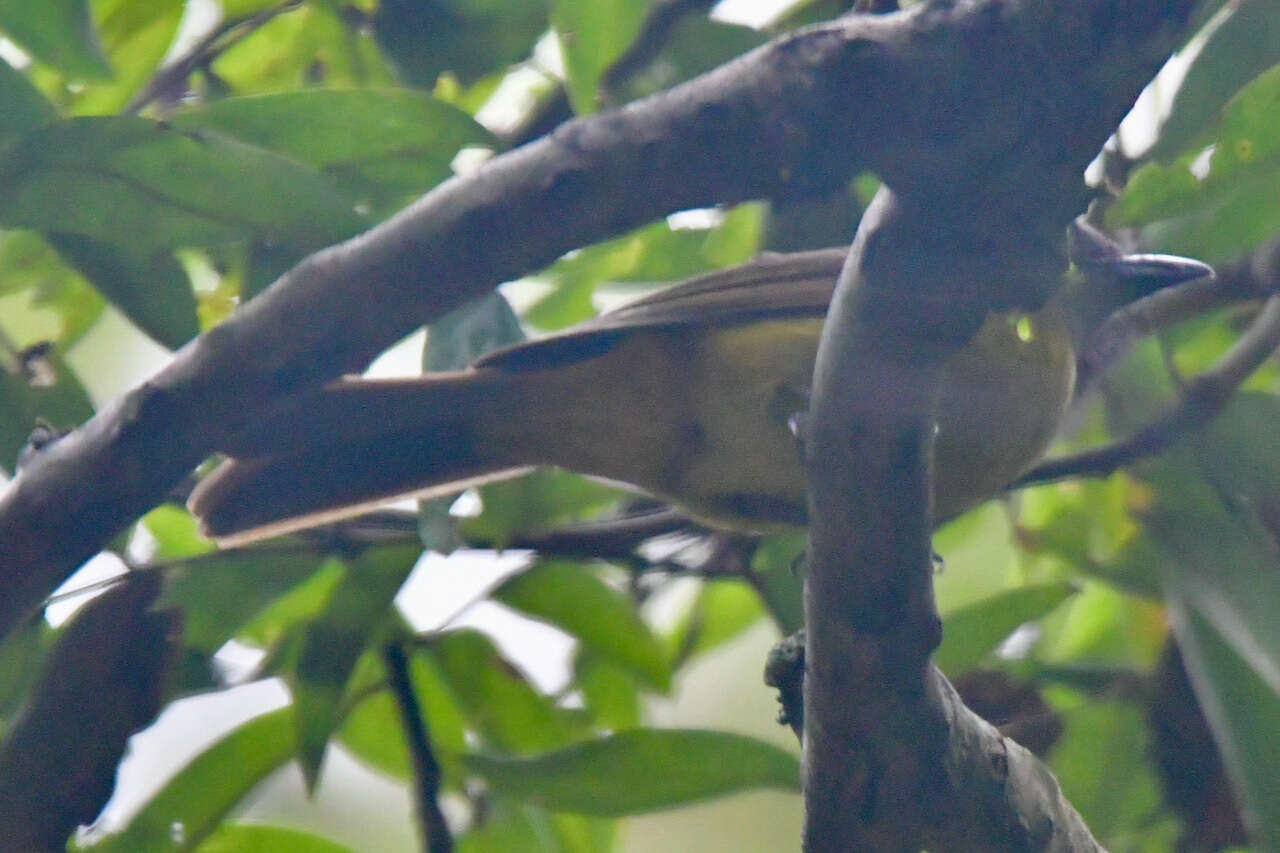 Image of Black-throated Shrike-Tanager