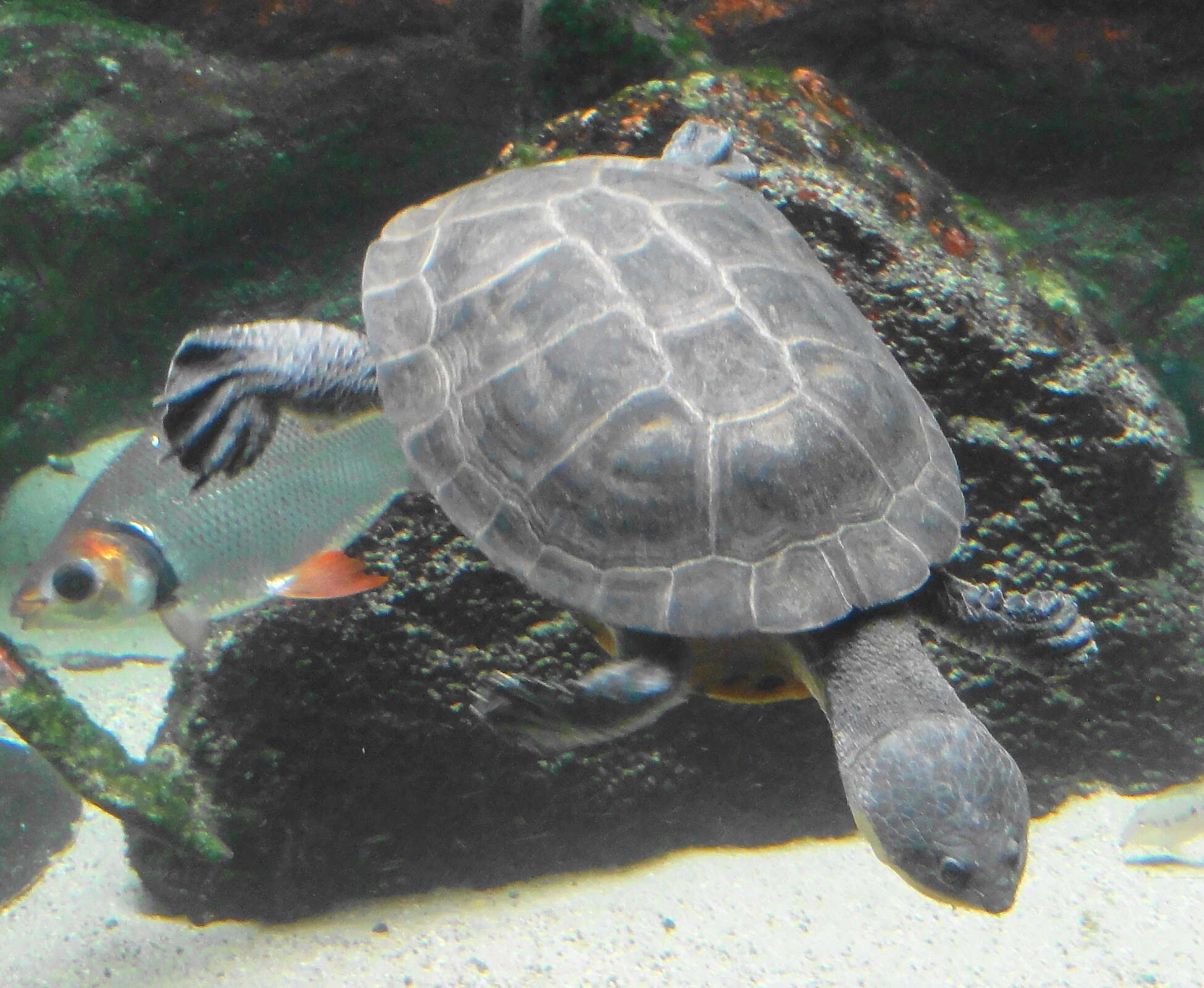 Image of Cotinga River Toadhead Turtle