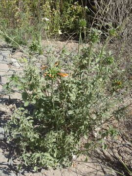 Image of Broadleaf leonotis