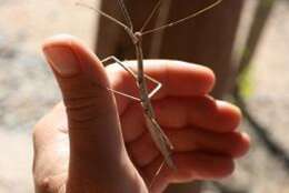 Image of Creosote Bush Walkingstick