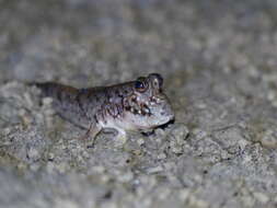 Image of Atlantic Mudskipper