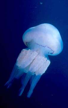 Image of barrel jellyfish