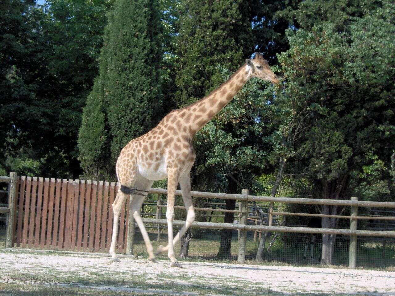 Image of Kordofan giraffe