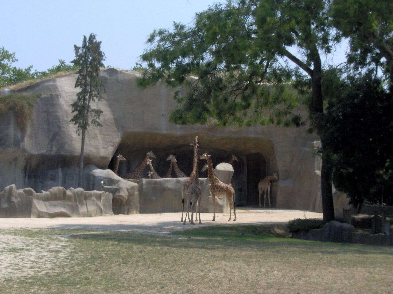 Plancia ëd Giraffa camelopardalis (Linnaeus 1758)