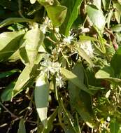 Image de Capparis fascicularis var. zeyheri (Turcz.) Tölken