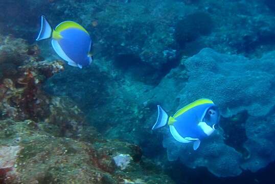 Image of Blue Surgeonfish