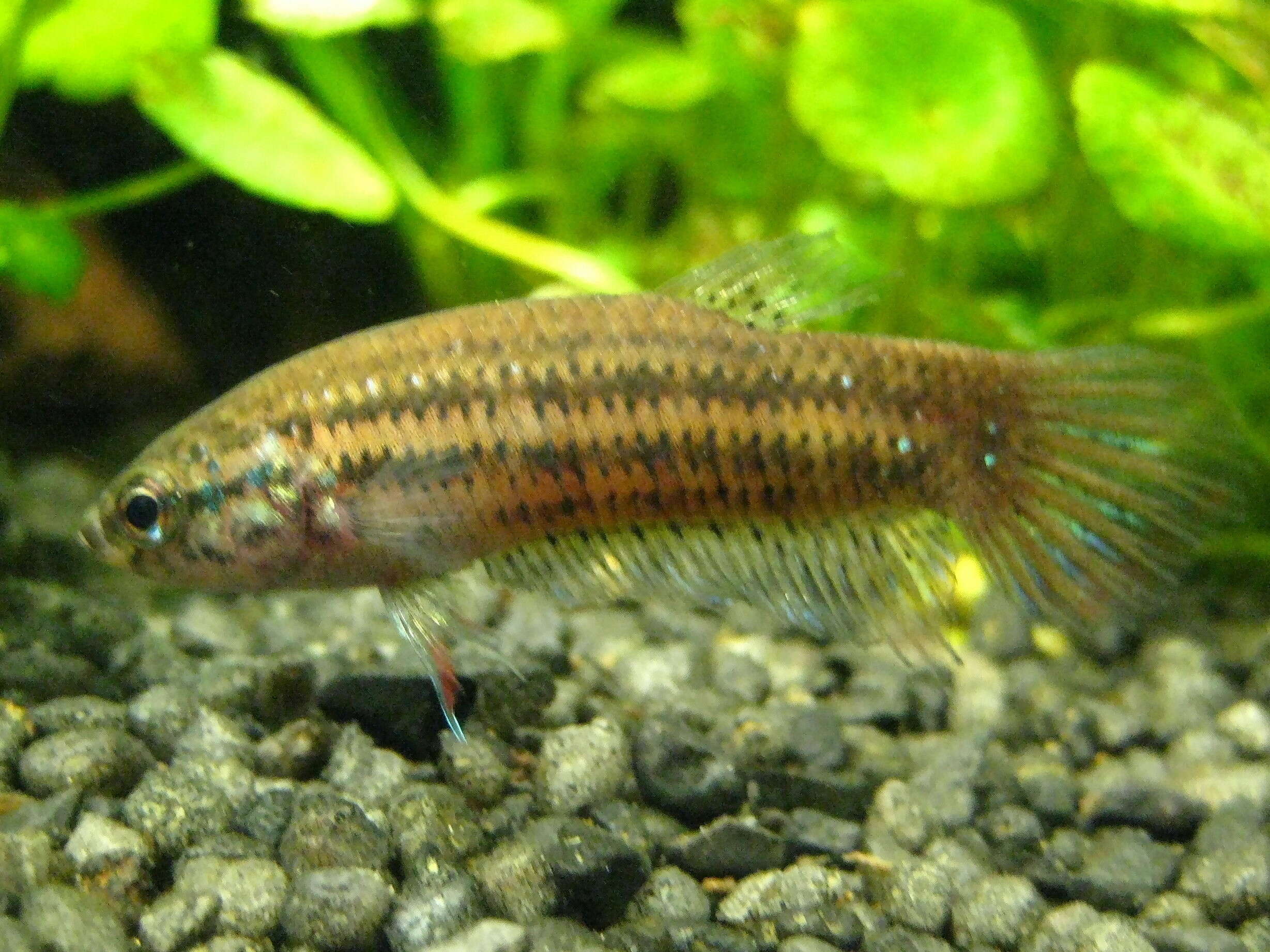 Image of Crescent Betta