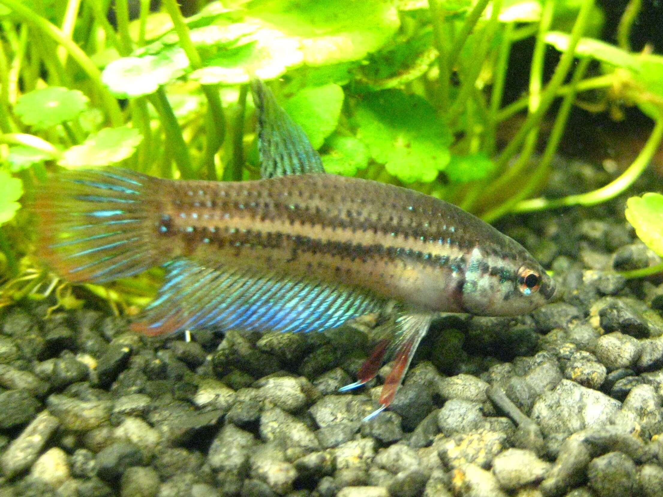 Image of Crescent Betta