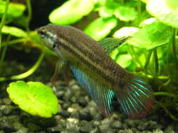 Image of Crescent Betta