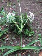 Image of beach spiderlily