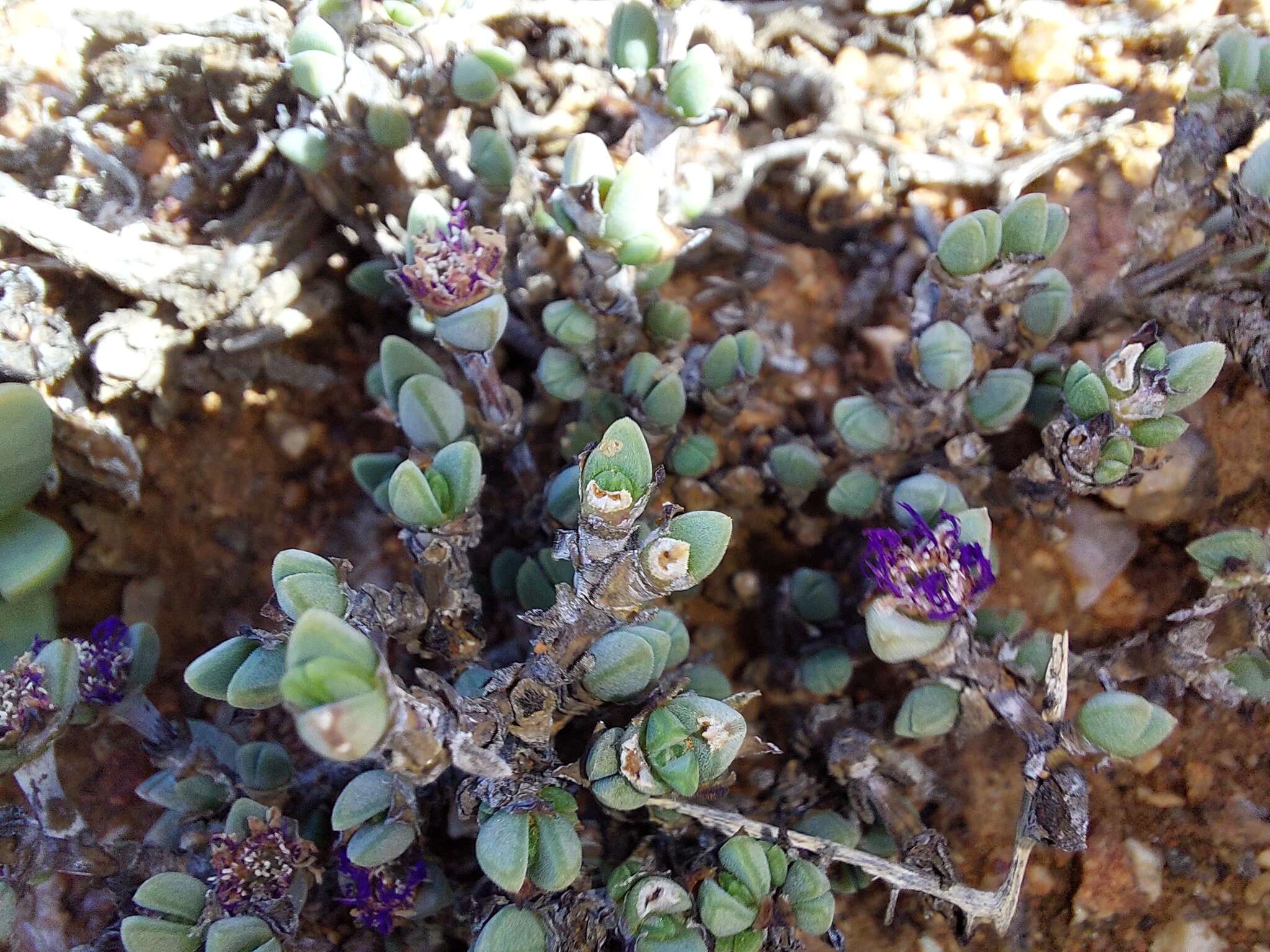 Image of Antimima papillata (L. Bol.) H. E. K. Hartmann